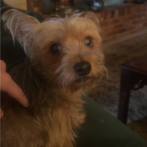 Meet your Posher, William